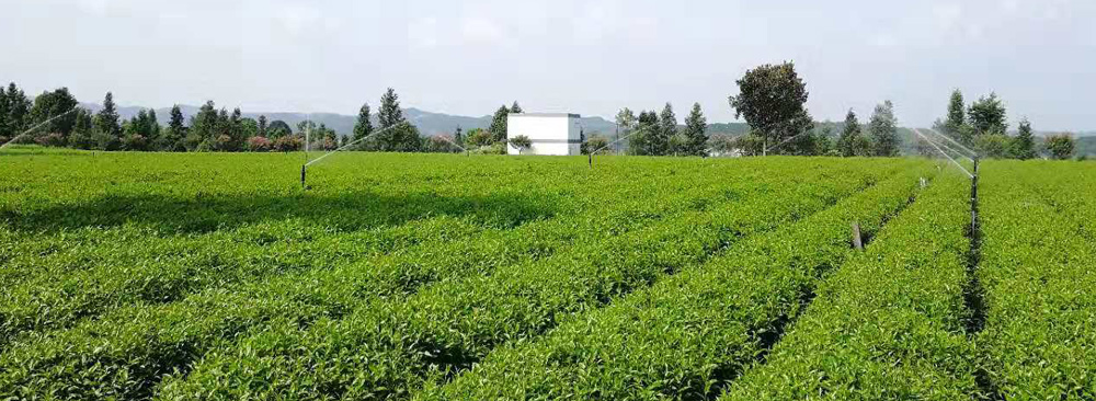 長(zhǎng)沙沁園灌溉有限公司_湖南農(nóng)業(yè)水肥一體化灌溉|湖南別墅庭院智能灌溉