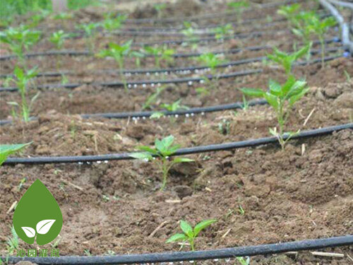 農(nóng)業(yè)滴灌 