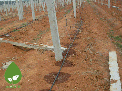 農(nóng)業(yè)滴灌 