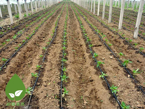 農(nóng)業(yè)滴灌 