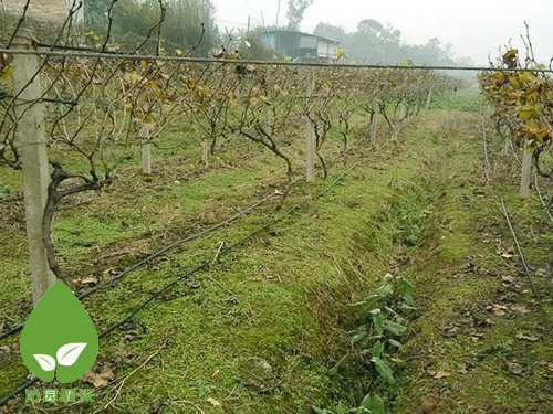 農(nóng)業(yè)滴灌 