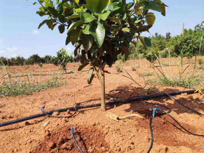 攸縣橘樹(shù)滴灌