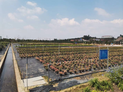 瀏陽(yáng)苗木噴灌