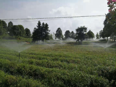 金井茶廠(chǎng)噴灌